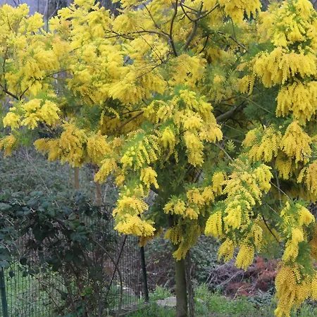 Il Silenzio Delle Colline Umbre - Vicino *