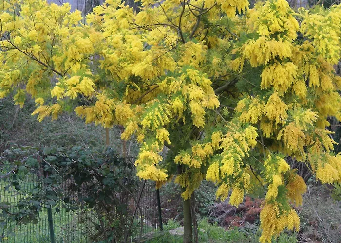 Il Silenzio Delle Colline Umbre - Vicino *